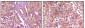 EphB4 Antibody